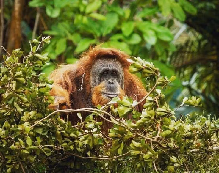  Chế độ ăn đa dạng theo mùa. Thức ăn của Pongo abelii bao gồm trái cây, lá non, vỏ cây, hoa, mật ong và côn trùng, trong đó trái cây chiếm vai trò trung tâm khi vào mùa chín rộ. Ảnh: Pinterest.