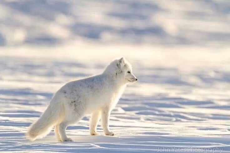 Khả năng tích trữ mỡ. Để vượt qua mùa đông khắc nghiệt, chúng dự trữ một lớp mỡ dày dưới da, chiếm tới 25% trọng lượng cơ thể. Ảnh: Pinterest.