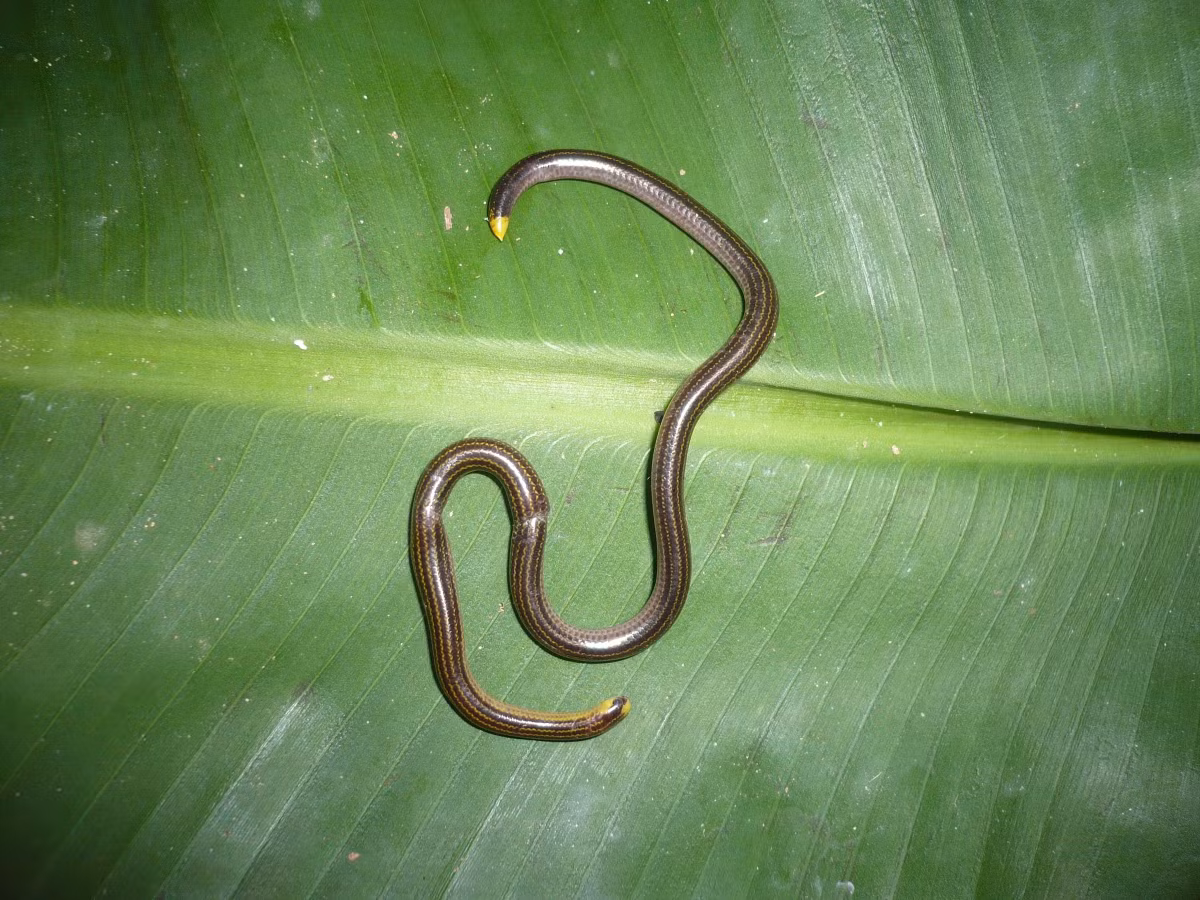  Thức ăn chủ yếu là kiến và mối. Rắn giun chỉ chuyên săn trứng, ấu trùng và con trưởng thành của các loài kiến và mối. Ảnh: naturalatlas.com.