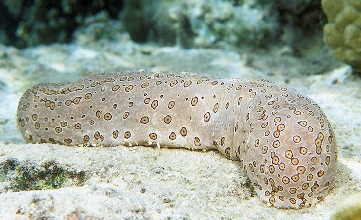  Hải sâm có khả năng tái sinh đáng kinh ngạc. Không chỉ tái tạo nội tạng, nhiều loài còn có thể phục hồi hoàn toàn sau khi bị tổn thương nghiêm trọng, trở thành đối tượng nghiên cứu quan trọng trong sinh học tái tạo. Ảnh: Pinterest.