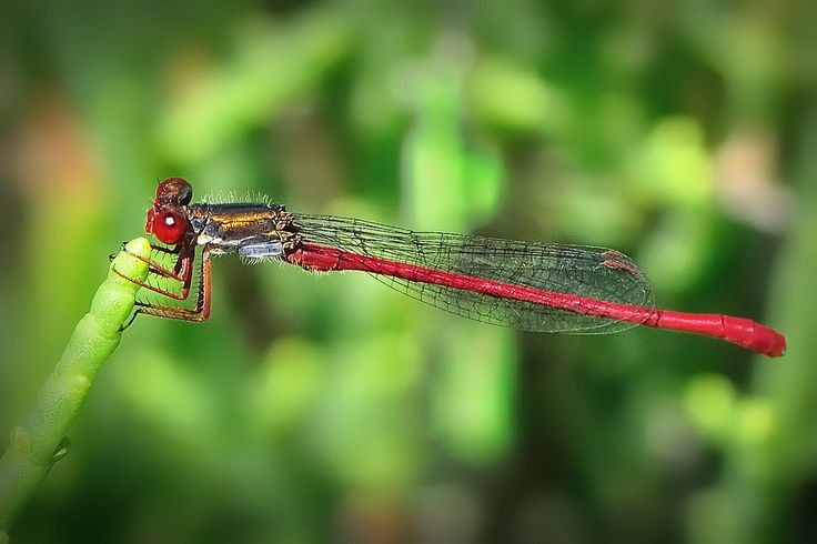  Đôi cánh gần như giống hệt nhau. Tên gọi Zygoptera có nghĩa là “cánh đôi”, ám chỉ việc hai cặp cánh trước và sau của chúng gần như giống hệt nhau về hình dạng và kích thước. Điều này khác với nhiều loài chuồn chuồn lớn, có cánh sau thường rộng hơn cánh trước. Ảnh: Pinterest.