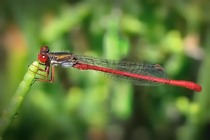 Đôi cánh gần như giống hệt nhau. Tên gọi Zygoptera có nghĩa là “cánh đôi”, ám chỉ việc hai cặp cánh trước và sau của chúng gần như giống hệt nhau về hình dạng và kích thước. Điều này khác với nhiều loài chuồn chuồn lớn, có cánh sau thường rộng hơn cánh trước. Ảnh: Pinterest.