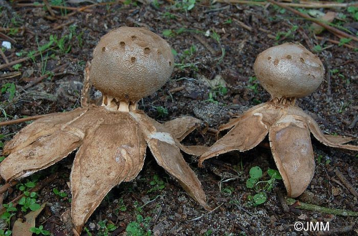  Thuộc nhóm nấm “sao đất” đặc biệt. Loài nấm này nằm trong nhóm nấm sao đất (earthstar fungi), khi trưởng thành lớp vỏ ngoài tách ra thành các thùy hình sao, nâng phần thân sinh bào tử lên khỏi mặt đất. Ảnh: Pinterest.