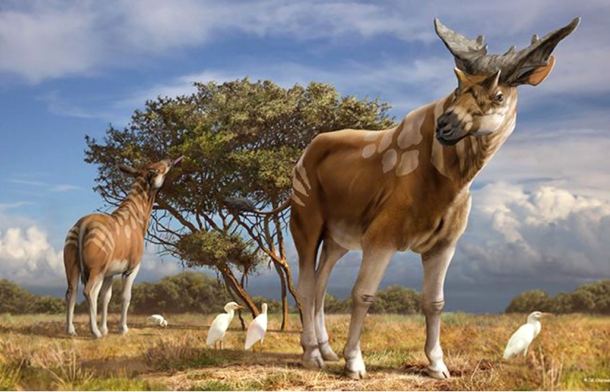  Họ hàng với hươu cao cổ. Sivatherium thuộc họ Giraffidae, tức là họ hàng gần của hươu cao cổ và linh dương okapi hiện nay. Ảnh: Pinterest.