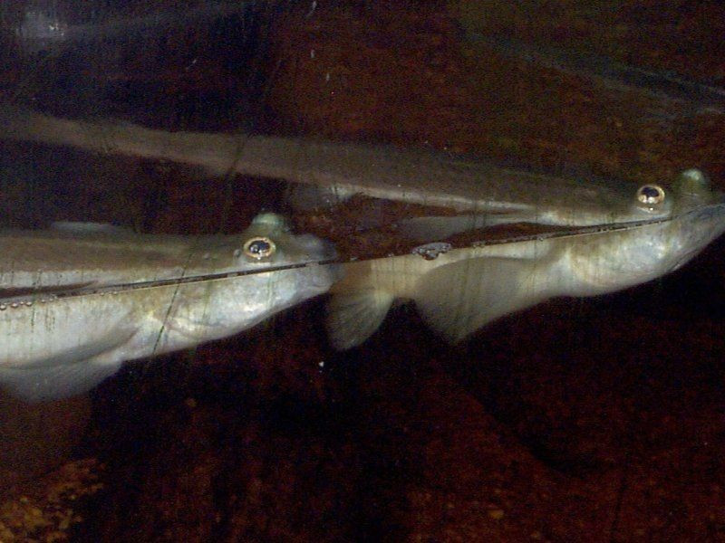  Có thể quan sát đồng thời môi trường trên cạn và dưới nước. Nhờ cấu tạo mắt độc đáo, phần trên của mắt thích nghi với không khí, còn phần dưới thích nghi với nước. Điều này giúp cá bốn mắt vừa phát hiện kẻ thù trên bờ, vừa theo dõi con mồi dưới nước mà không cần thay đổi tư thế bơi. Ảnh: Pinterest.