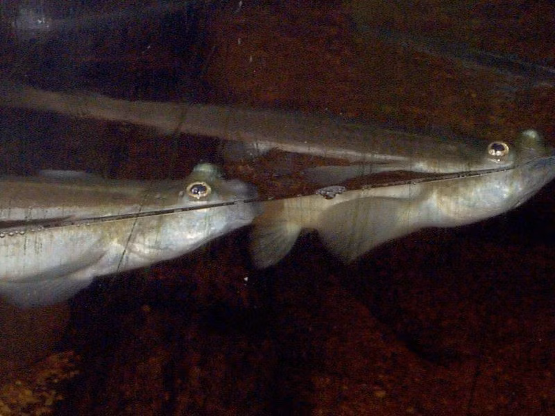  Có thể quan sát đồng thời môi trường trên cạn và dưới nước. Nhờ cấu tạo mắt độc đáo, phần trên của mắt thích nghi với không khí, còn phần dưới thích nghi với nước. Điều này giúp cá bốn mắt vừa phát hiện kẻ thù trên bờ, vừa theo dõi con mồi dưới nước mà không cần thay đổi tư thế bơi. Ảnh: Pinterest.