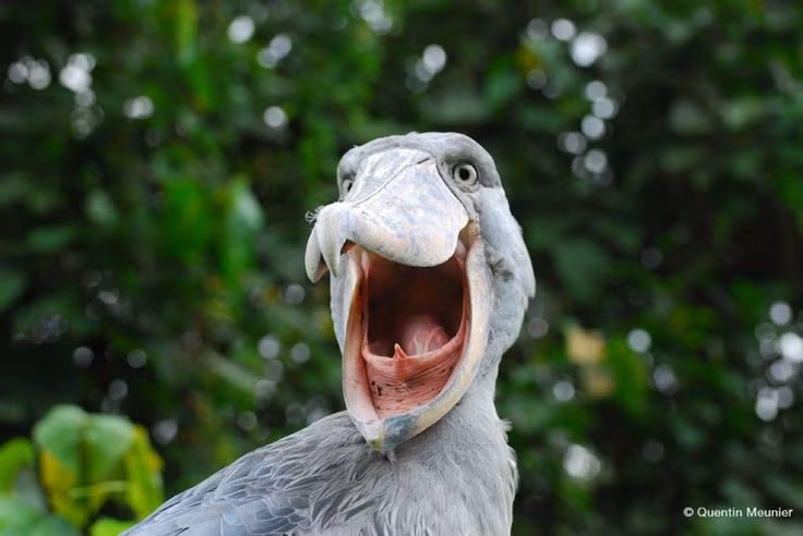  6. Tiếng kêu như tiếng súng bắn. Âm thanh phát ra từ mỏ khi giao tiếp của cò mỏ giày nghe như tiếng gõ máy hoặc tiếng bắn đạn liên thanh độc đáo. Ảnh: Pinterest.