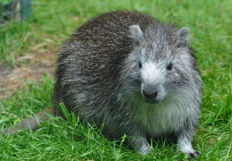  Không phải họ hàng của hải li. Dù tên gọi giống nhau, chúng không có quan hệ gần với hải li (Castor canadensis). Ảnh: Pinterest.