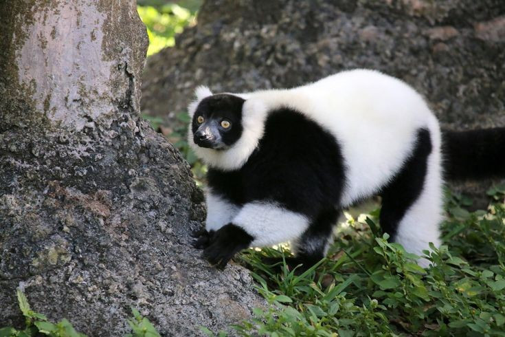 Loài vượn cáo lớn và ồn ào bậc nhất Madagascar. Vượn cáo cổ khoang đen trắng (Varecia variegata) là một trong những loài vượn cáo lớn nhất còn tồn tại, có thể dài tới gần 1,2 m tính cả đuôi và nặng khoảng 3–4 kg. Chúng nổi tiếng với tiếng kêu vang dội như tiếng hú, có thể truyền đi xa hàng cây số trong rừng rậm để liên lạc giữa các nhóm. Ảnh: Pinterest.
