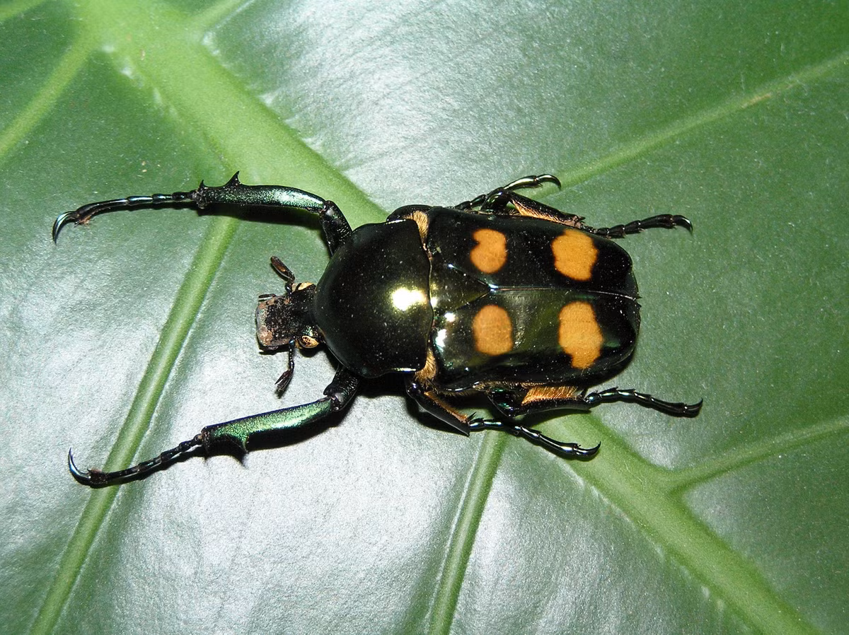  4. Thuộc họ Scarabaeidae – họ bọ hung. Chúng là thành viên của một trong những họ bọ lớn nhất thế giới, gồm cả các loài bọ hung nổi tiếng như Scarabaeus sacer - loài được người Ai Cập cổ tôn thờ . Ảnh: biolib.cz.