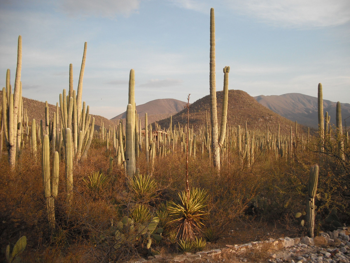  Là cái nôi của nền nông nghiệp cổ đại châu Mỹ. Khu vực này được xem là một trong những nơi con người sớm nhất thuần hóa cây trồng như ngô, bí và ớt, đặt nền móng cho văn minh Trung Mỹ. Ảnh: Pinterest.