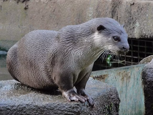  4. Giao tiếp bằng âm thanh và cử chỉ tinh tế. Chúng sử dụng tiếng rít, tiếng huýt và cả động tác cơ thể như lăn, lắc đuôi để giao tiếp với đồng loại. Ảnh: Pinterest.