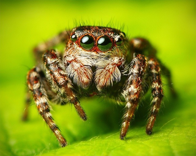  Phân bố gần như toàn cầu. Họ Salticidae có mặt ở hầu hết các châu lục, từ rừng mưa nhiệt đới, sa mạc cho tới khu dân cư, thích nghi tốt với nhiều môi trường sống khác nhau. Ảnh: Pinterest.