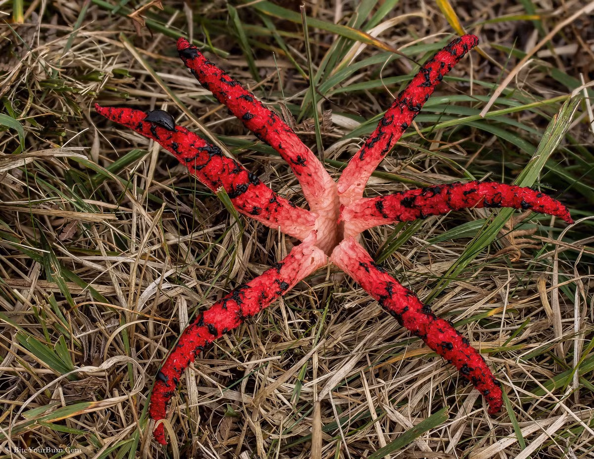  Hình dạng như xúc tu quái vật. Khi trưởng thành, nấm mở ra bốn đến tám “ngón” đỏ tươi, trông như bàn tay máu, vươn lên từ mặt đất. Ảnh: Pinterest.
