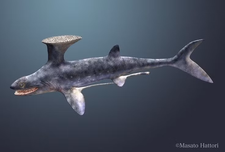  “Bàn chải” có gai nhọn li ti. Bề mặt “bàn chải” được phủ các gai men răng nhỏ, có thể dùng để phòng thủ hoặc tạo tín hiệu thị giác. Ảnh: Pinterest.