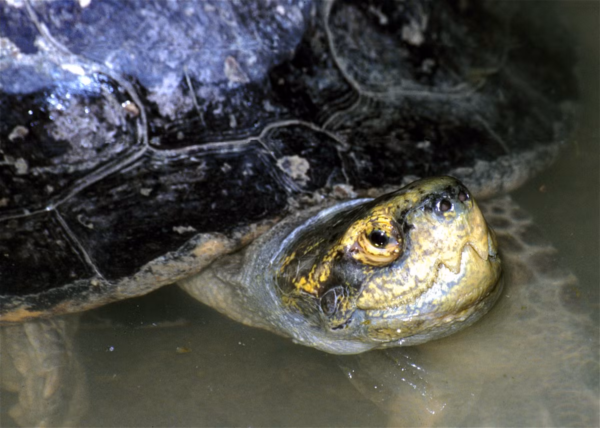  1. Đặc điểm “răng” giả đặc trưng. Dù được gọi là rùa răng, loài này không có răng thật mà chỉ sở hữu phần gờ sắc ở hàm trên và hàm dưới, giúp nghiền nát thức ăn. Ảnh: wikimedia.