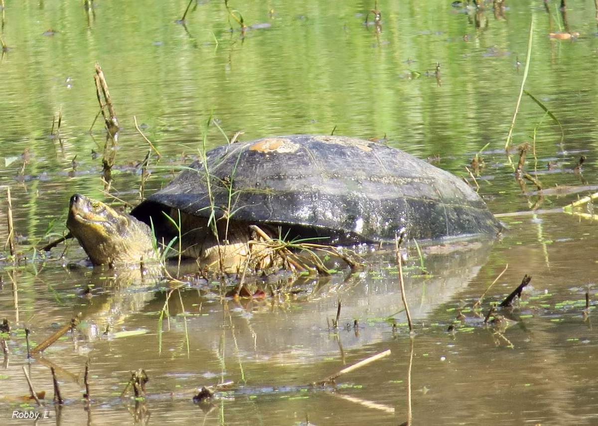  4. Thức ăn đa dạng. Loài rùa này là động vật ăn tạp, tiêu thụ thực vật thủy sinh, trái cây rụng, tôm cá nhỏ và các loài thân mềm. Ảnh: thainationalparks.com.