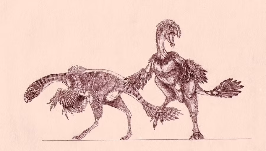  Chế độ ăn còn gây tranh luận. Cấu trúc răng cho thấy Incisivosaurus có thể là loài ăn tạp hoặc thiên về thực vật, có khả năng ăn lá non, hạt, hoặc kết hợp côn trùng và động vật nhỏ. Ảnh: dinosaurpictures.org.