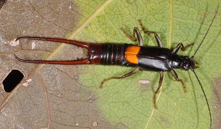  Dù có cánh nhưng phần lớn bọ xâu tai hiếm khi bay. Nhiều loài bọ xâu tai có hai cặp cánh: cánh trước ngắn và cứng, trong khi cánh sau mỏng và có thể gấp lại theo kiểu rất phức tạp. Tuy nhiên, phần lớn bọ xâu tai thích bò hơn là bay, nhiều loài thậm chí đã mất khả năng bay hoàn toàn. Ảnh: Pinterest.