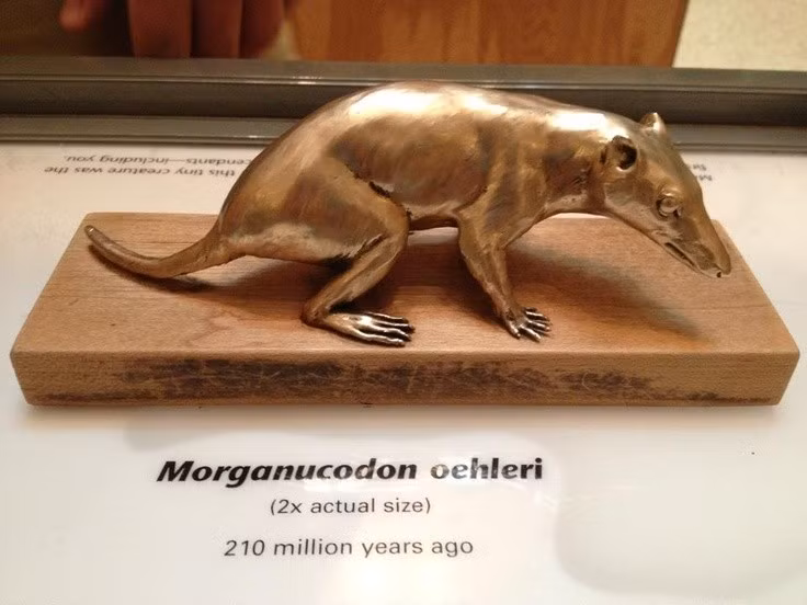  Được coi là mắt xích tiến hóa quan trọng. Morganucodon là một trong những loài vật đầu tiên thể hiện rõ sự chuyển tiếp giữa bò sát và thú. Ảnh: Pinterest.