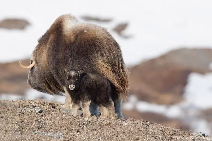  Suýt tuyệt chủng vào thế kỷ 19. Do săn bắn quá mức, số lượng của chúng sụt giảm mạnh nhưng đã được phục hồi nhờ nỗ lực bảo tồn. Ảnh: Pinterest.