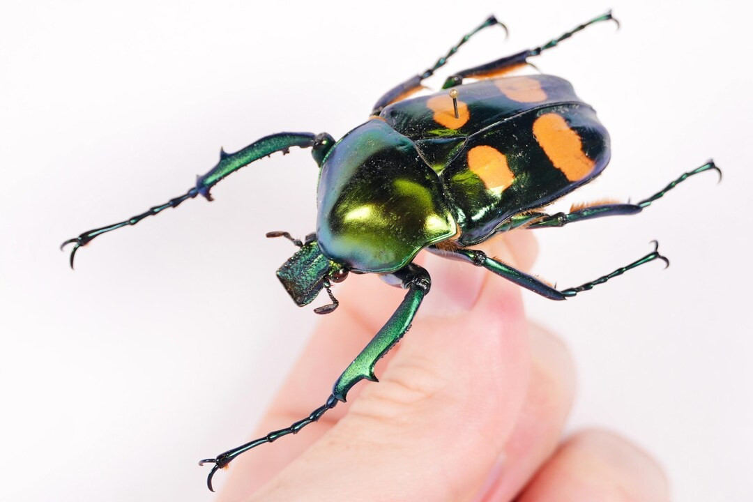  6. Thường xuất hiện vào mùa mưa. Chúng có xu hướng xuất hiện nhiều hơn vào mùa ẩm, khi thảm thực vật phát triển mạnh, cung cấp đủ thức ăn và điều kiện sinh sản lý tưởng. Ảnh: etsystatic.com.