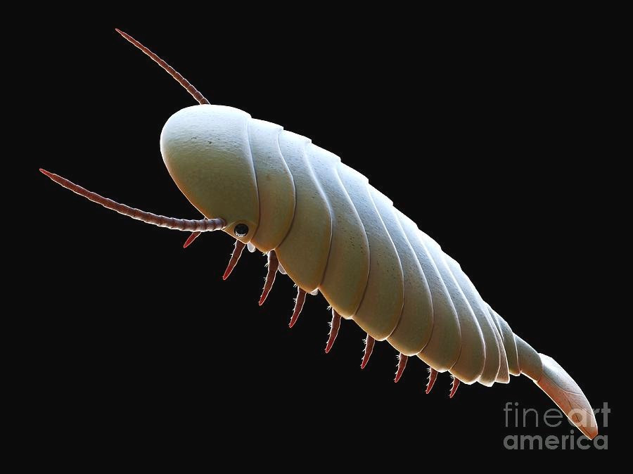  Hệ tiêu hóa được bảo tồn rõ nét. Hóa thạch của Sidneyia đặc biệt ở chỗ bảo tồn được cả hệ tiêu hóa, giúp các nhà khoa học xác định chế độ ăn của nó một cách chính xác hơn. Ảnh: fineartamerica.com.