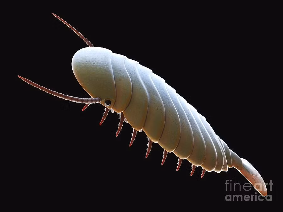  Hệ tiêu hóa được bảo tồn rõ nét. Hóa thạch của Sidneyia đặc biệt ở chỗ bảo tồn được cả hệ tiêu hóa, giúp các nhà khoa học xác định chế độ ăn của nó một cách chính xác hơn. Ảnh: fineartamerica.com.