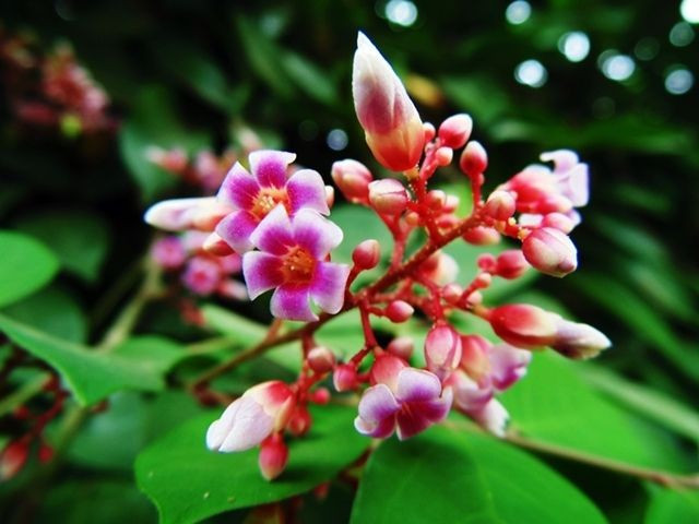  Hoa khế nhỏ nhưng thu hút côn trùng thụ phấn. Hoa khế thường màu tím hồng nhạt, mọc thành chùm trên thân và cành già, đóng vai trò quan trọng trong việc thu hút ong và côn trùng. Ảnh: Pinterest.