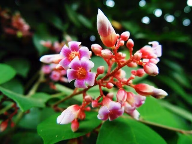  Hoa khế nhỏ nhưng thu hút côn trùng thụ phấn. Hoa khế thường màu tím hồng nhạt, mọc thành chùm trên thân và cành già, đóng vai trò quan trọng trong việc thu hút ong và côn trùng. Ảnh: Pinterest.