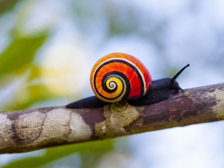  Loài đặc hữu chỉ có ở Cuba. Ốc sên rừng Cuba chỉ phân bố trong các khu rừng ẩm phía đông đảo Cuba, đặc biệt tại tỉnh Holguín và Guantánamo, không tồn tại tự nhiên ở bất kỳ nơi nào khác trên thế giới. Ảnh: Pinterest.