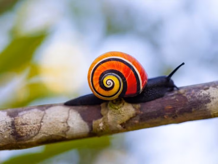  Loài đặc hữu chỉ có ở Cuba. Ốc sên rừng Cuba chỉ phân bố trong các khu rừng ẩm phía đông đảo Cuba, đặc biệt tại tỉnh Holguín và Guantánamo, không tồn tại tự nhiên ở bất kỳ nơi nào khác trên thế giới. Ảnh: Pinterest.