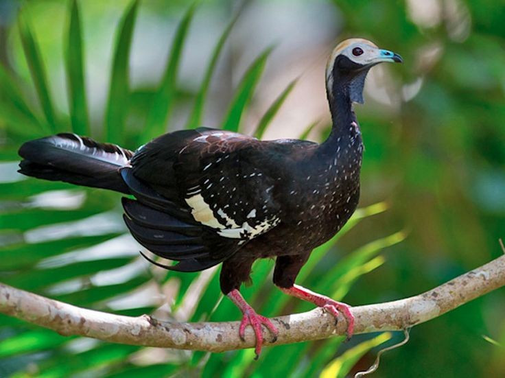  Họ hàng xa của gà và gà tây. Các loài gà cây thuộc bộ Gà (Galliformes), cùng nhóm tiến hóa với gà, gà tây và chim cút. Tuy vậy, chúng có hình dáng khác biệt hơn với thân hình thon dài, đuôi dài và tập tính sống trên cây, khiến nhiều người lần đầu nhìn thấy dễ nhầm với chim rừng hơn là “gà”. Ảnh: Pinterest.