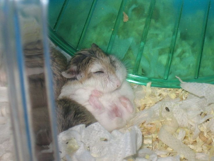  Thính giác và khứu giác cực nhạy. Trong môi trường ít vật che chắn, Roborovski dựa nhiều vào khả năng nhận biết âm thanh tần số cao và mùi để phát hiện nguy hiểm từ xa. Ảnh: Pinterest.