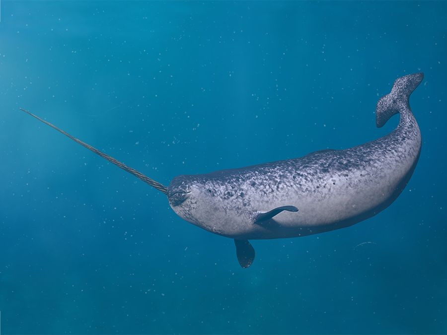  Đang bị đe dọa bởi biến đổi khí hậu. Băng tan nhanh khiến môi trường sống của loài kỳ lân biển bị thu hẹp đáng kể. Ảnh: Pinterest.