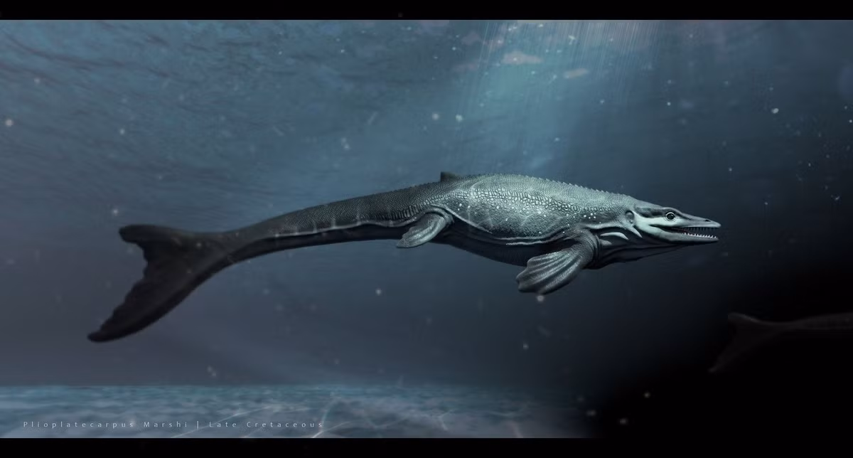  2. Kích thước nhỏ so với họ hàng. Khác với những loài mosasaur khổng lồ dài hơn 15 mét, Halisaurus chỉ dài khoảng 3–4 mét, khiến nó trở thành loài “nhỏ bé” trong nhóm sinh vật này. Ảnh: Pinterest.