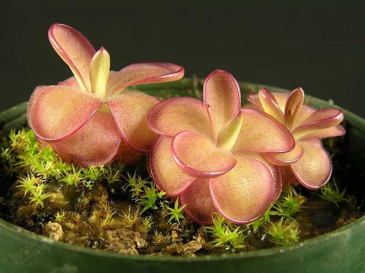  Có thể thay đổi hình dạng lá theo mùa. Vào mùa sinh trưởng, lá dính để bắt mồi; còn mùa đông, cây mọc lá dày hơn để chống lạnh và ngừng hoạt động săn mồi. Ảnh: Pinterest.