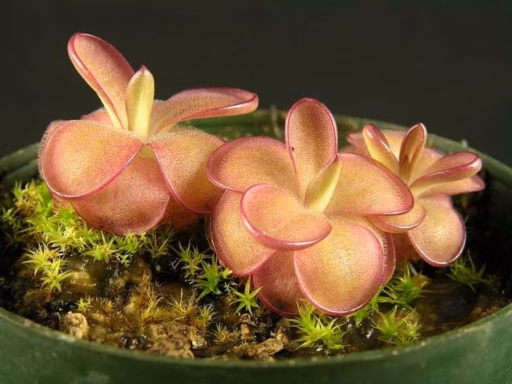  Có thể thay đổi hình dạng lá theo mùa. Vào mùa sinh trưởng, lá dính để bắt mồi; còn mùa đông, cây mọc lá dày hơn để chống lạnh và ngừng hoạt động săn mồi. Ảnh: Pinterest.