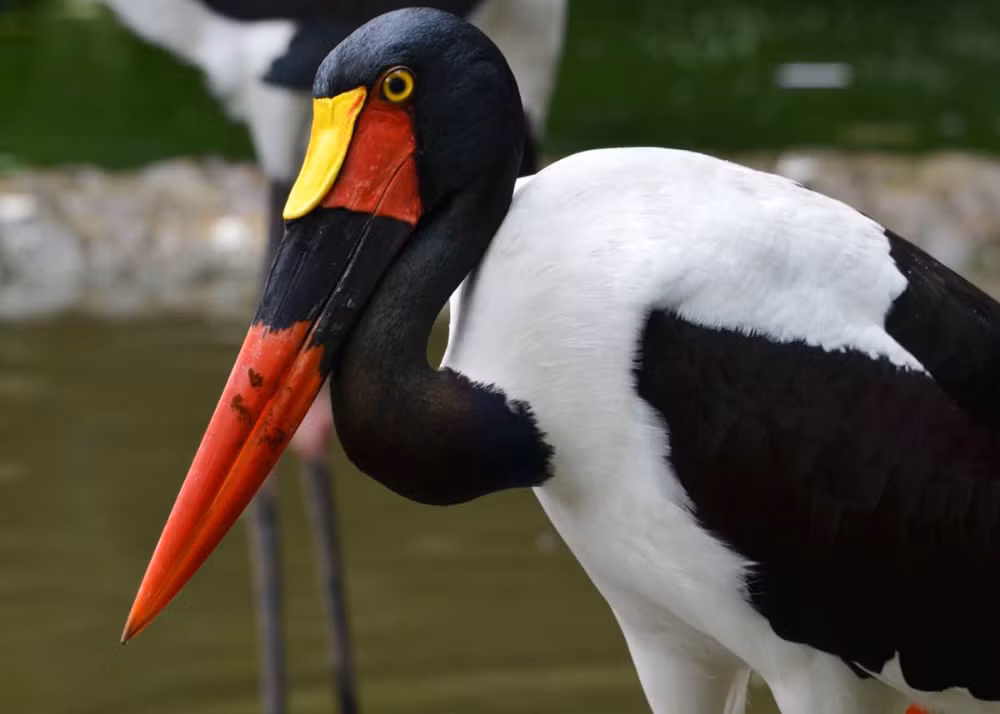  Sống đơn lẻ hoặc theo cặp. Khác với nhiều loài cò sống thành đàn lớn, cò mỏ yên thường hoạt động đơn độc hoặc theo cặp, thể hiện tính lãnh thổ rõ rệt, đặc biệt trong mùa sinh sản. Ảnh: Pinterest.