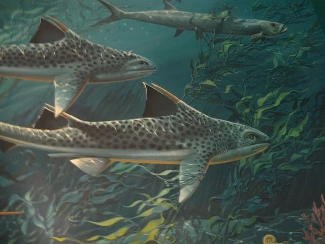 Chi cá mập phổ biến nhất thời Mesozoic. Trong suốt kỷ Jura và kỷ Creta, Hybodus là một trong những chi cá mập phổ biến và phân bố rộng rãi nhất. Ảnh: Pinterest.