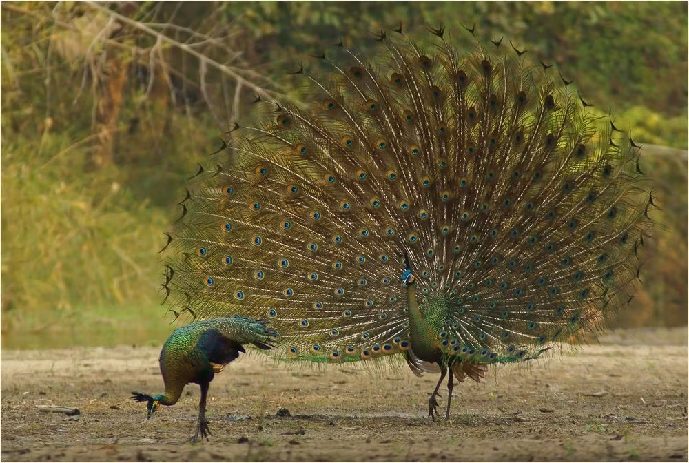  8. Là biểu tượng văn hóa và tôn giáo ở nhiều nước châu Á. Công xanh từng xuất hiện trong nghệ thuật và tín ngưỡng ở Việt Nam, Campuchia và Thái Lan như biểu tượng của sự thanh cao, quyền lực và thần linh. Ảnh: Pinterest.