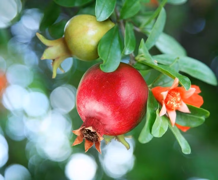  Xuất hiện trong nhiều truyền thuyết. Lựu gắn liền với các câu chuyện thần thoại và tôn giáo, như biểu tượng của sự sống, tái sinh trong nhiều nền văn hóa cổ. Ảnh: Pinterest.