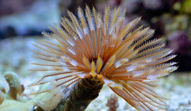  Vẻ ngoài như một bông hoa đang nở. Giun hoa Thái Bình Dương nổi bật với vòng xúc tu xòe tròn như cánh hoa, có màu tím, hồng, nâu hoặc trắng, tạo cảm giác giống một loài hoa hơn là động vật không xương sống. Ảnh: Pinterest.