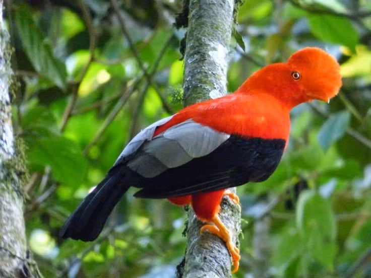  Mào quạt khổng lồ. Phần mào cong của chim mào quạt Peru che gần hết mỏ giúp chúng nổi bật trong rừng mưa nhiệt đới. Ảnh: Pinterest.