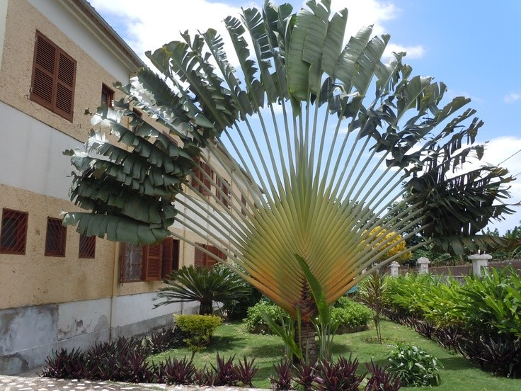  Biểu tượng quốc gia của Madagascar. Loài cây này được xem là biểu tượng thiên nhiên của Madagascar, xuất hiện trong nghệ thuật, quảng bá du lịch và thường được nhắc đến như “cây của lữ khách” gắn với văn hóa bản địa. Ảnh: Pinterest.