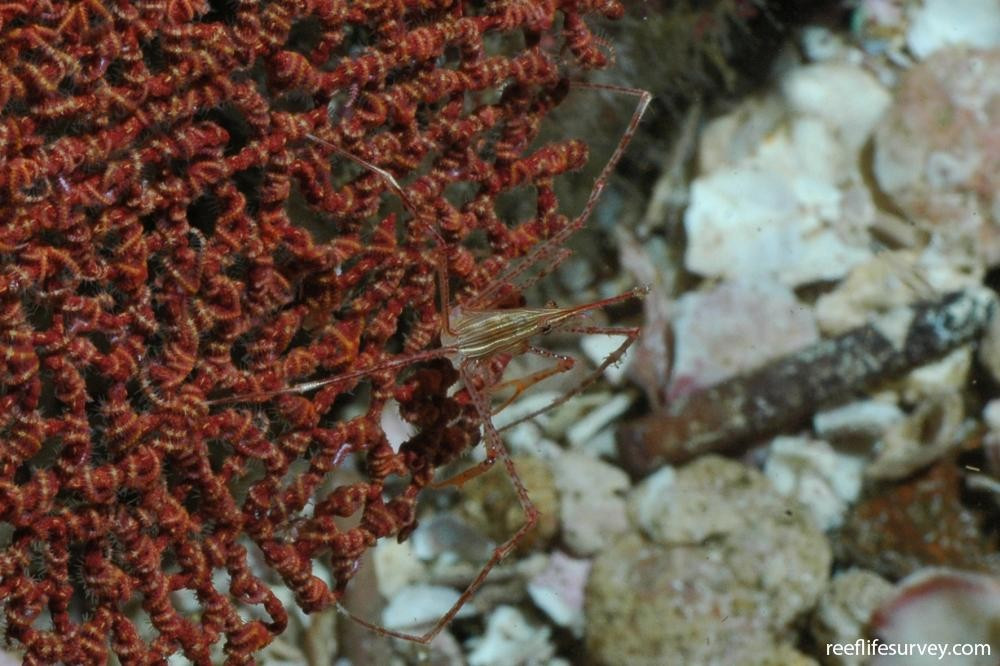  Sống ở vùng biển nông nhiệt đới. Chúng phổ biến tại vùng biển Panama và Caribe. Ảnh: reeflifesurvey.com.