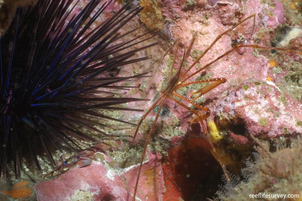  Ngụy trang tài tình. Loài cua này gắn bọt biển và sinh vật nhỏ lên người để trốn kẻ thù. Ảnh: reeflifesurvey.com.