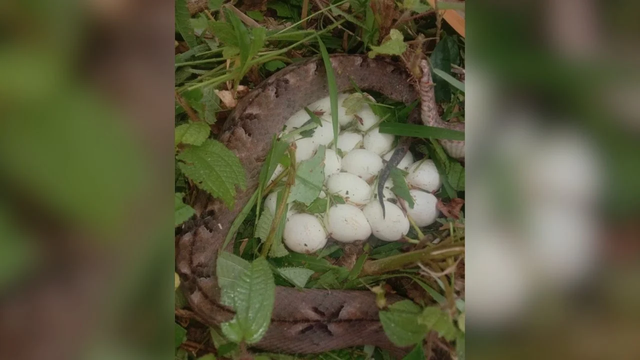 Người phụ nữ đã tưởng nhầm ổ trứng rắn này là những cây nấm trắng.