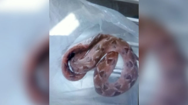 Con rắn sau đó được xác định là rắn lục hố Mã Lai.