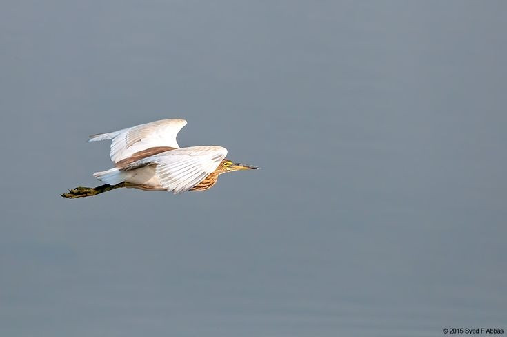  Phân bố rộng ở Đông Á và Đông Nam Á. Loài này sinh sản ở miền đông Trung Quốc, bán đảo Triều Tiên và một phần Nga, sau đó di cư xuống Đông Nam Á, trong đó có Việt Nam, để tránh mùa đông lạnh giá. Vì thế, chúng khá quen thuộc ở đồng ruộng và ao hồ nông thôn Việt Nam. Ảnh: Pinterest.